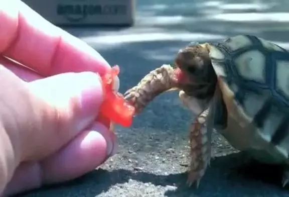 Une tortue galère pour se nourrir !