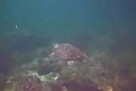 Deux tortues se font un high-five !