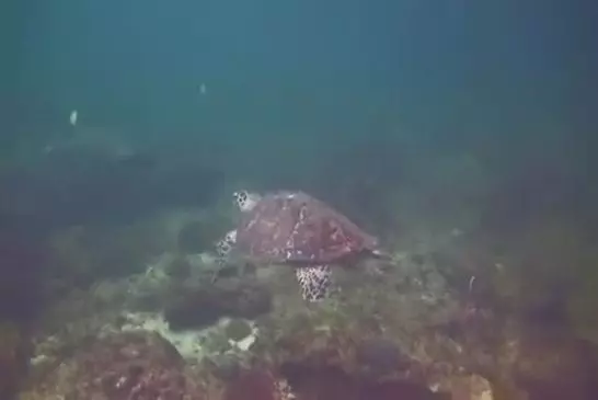 Deux tortues se font un high-five !