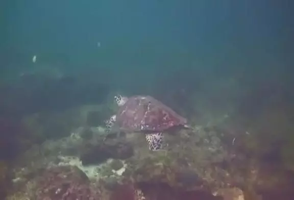 Deux tortues se font un high-five !