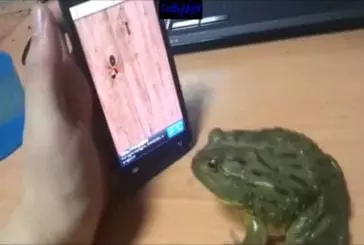 Jeux dangereux sur Iphone pour grenouille