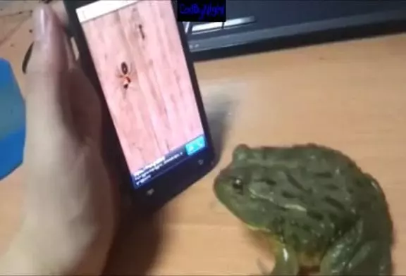 Jeux dangereux sur Iphone pour grenouille