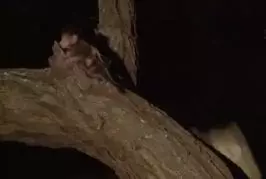 Une nature particulière...