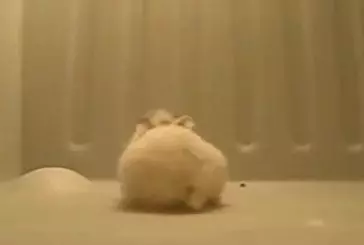 Un hamster gymnaste !