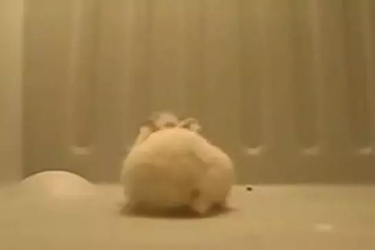 Un hamster gymnaste !