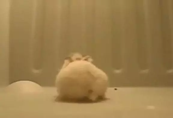 Un hamster gymnaste !