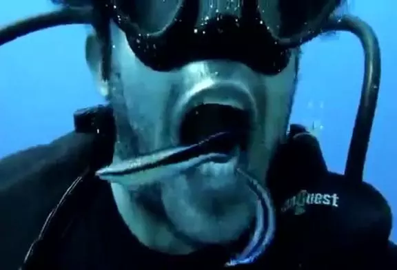 Poisson nettoyeur de dents !