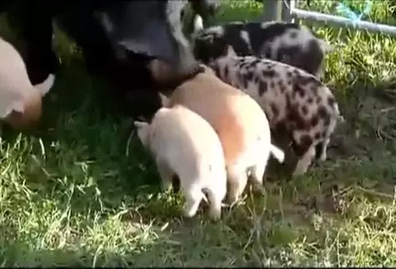 Un maman cochon un peu agressive !