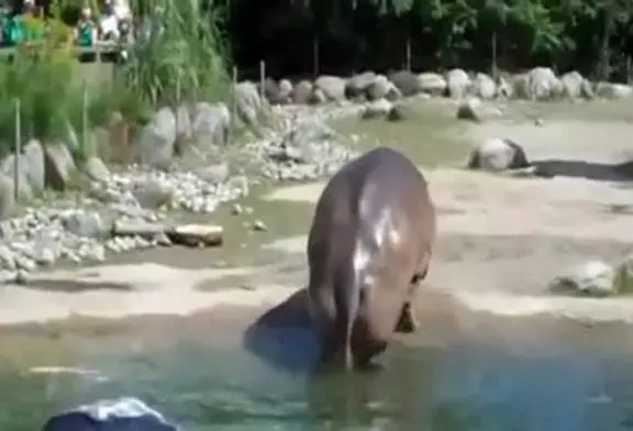 Un Hippopotame lâche une grosse caisse