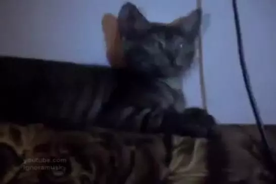 Un chat drogué !
