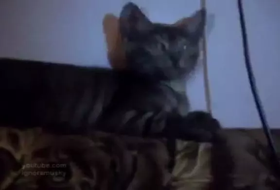 Un chat drogué !