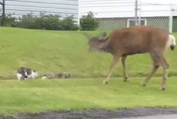 Bambi pas contente !