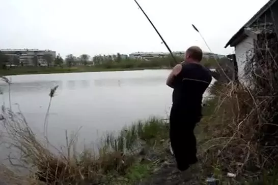 Un chat attrape le poisson au vol