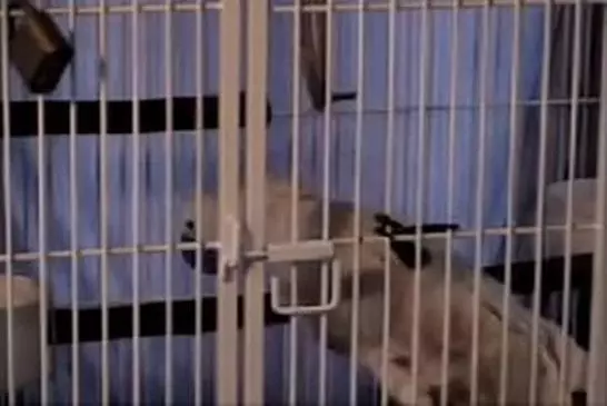 Evasion du perroquet Clyde