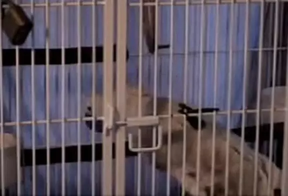 Evasion du perroquet Clyde