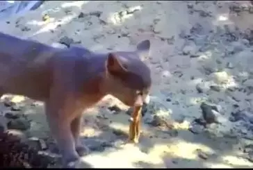 Un lézard aime la langue de chat