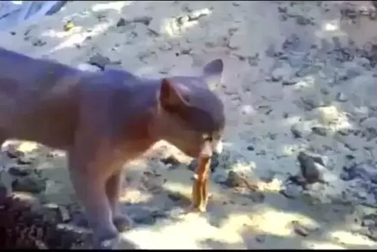 Un lézard aime la langue de chat