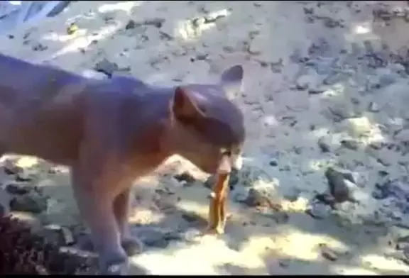 Un lézard aime la langue de chat