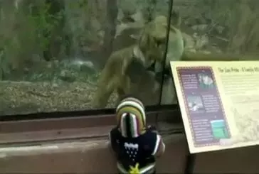 Un lion de zoo dévore un bébé