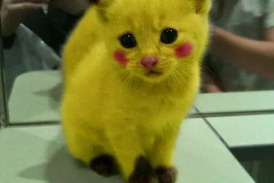 Chat déguisé en Pikachu