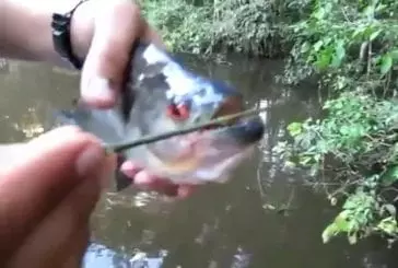 Des ciseaux piranhas