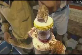 Voici ce que fait du venin de serpent dans votre sang