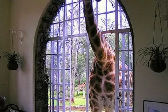 Une girafe de maison