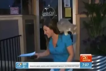 Un chat stoppe une émission de télévision