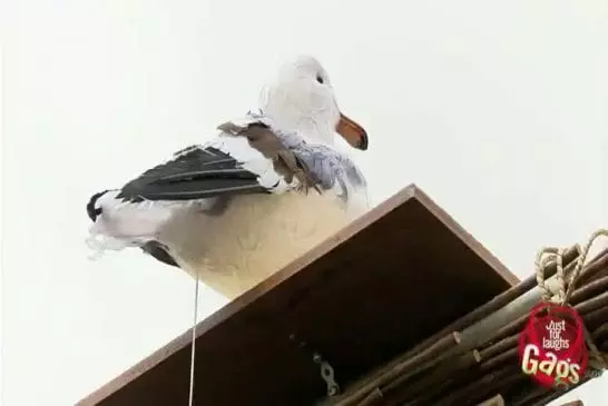 Soupe au caca de pigeon