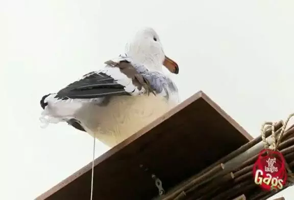 Soupe au caca de pigeon