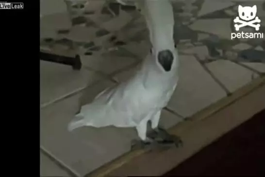 Un oiseau qui aboie comme un chien