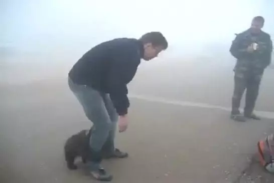 Adorable Bear Attack
