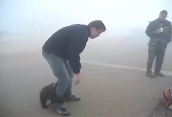 Adorable Bear Attack