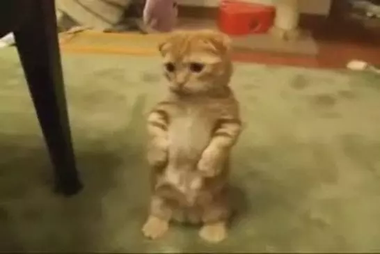 Cute Little Kitty