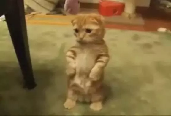 Cute Little Kitty