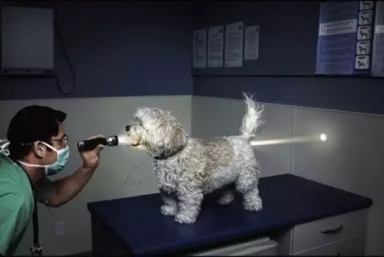 Un chien avec une lampe dans le cul