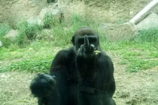 Gorille qui fait un doigt d’honneur