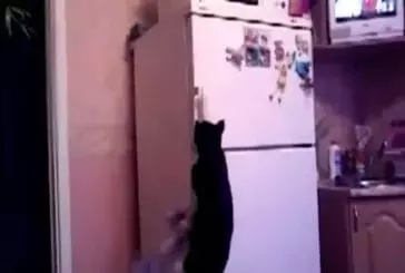 Le chat d’Indiana Jones ouvre le frigo