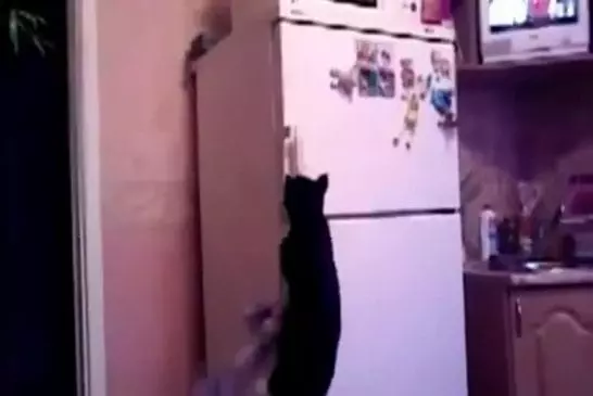 Le chat d’Indiana Jones ouvre le frigo