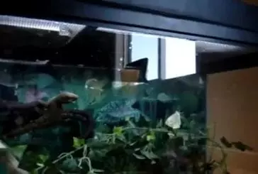 Un Gecko réalise une attaque en backflip