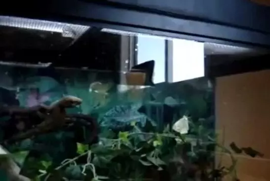 Un Gecko réalise une attaque en backflip