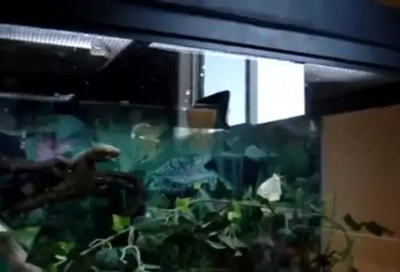 Un Gecko réalise une attaque en backflip