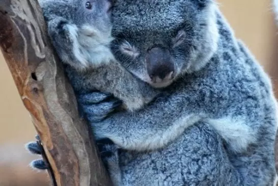 Un armour de koala