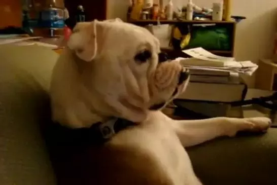 Un bulldog regarde la télévision