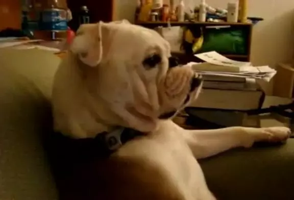 Un bulldog regarde la télévision