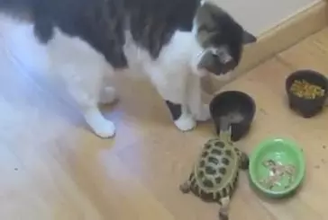 Des chats contre une tortue