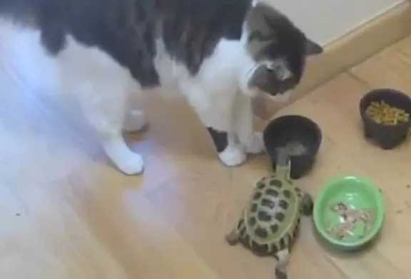 Des chats contre une tortue