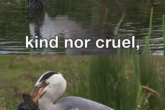 Nature Cruel