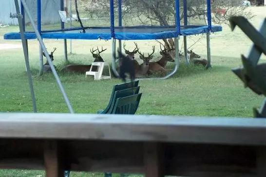 trampoline