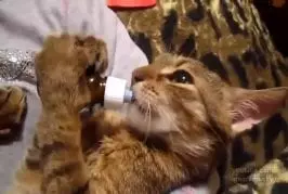 Nom nom nom